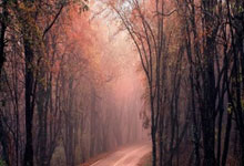 开云体育登录-巴西横扫意大利，迪马利亚统治全场：足球激情再现经典对决